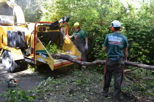 tree services Brooklyn